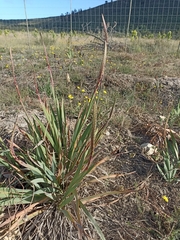 Watsonia knysnana