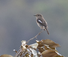 Saxicola torquatus