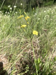 Linum medium texanum