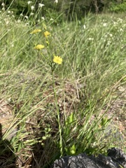 Linum medium texanum