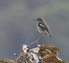 Saxicola torquatus