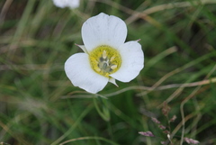 Calochortus gunnisonii