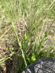 Linum medium texanum