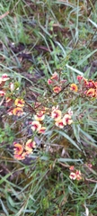 Pultenaea scabra