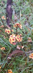 Pultenaea scabra