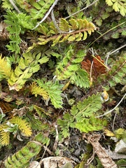 Anisotome flexuosa