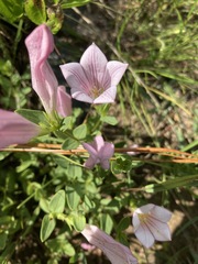 Spigelia alabamensis
