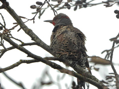 Colaptes auratus luteus × cafer
