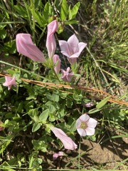 Spigelia alabamensis