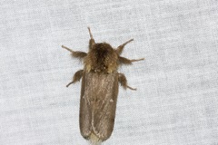 Ochrogaster lunifer