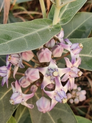 Calotropis
