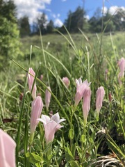 Spigelia alabamensis