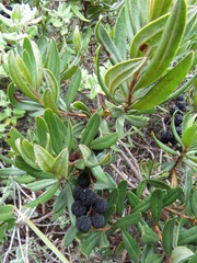 Comarostaphylis polifolia