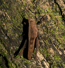 Colpolopha latipennis