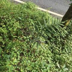 Coniogramme intermedia