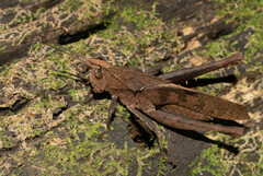 Colpolopha latipennis