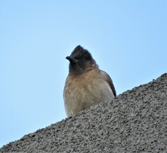 Pycnonotus barbatus layardi