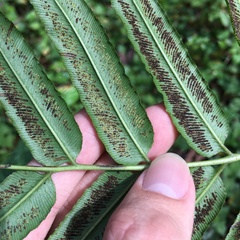 Coniogramme intermedia