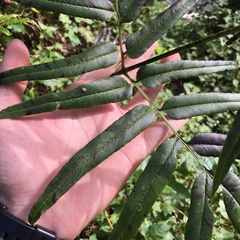 Coniogramme intermedia