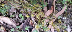 Drosera auriculata