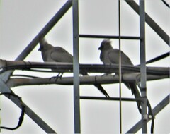 Corythaixoides concolor bechuanae