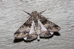 Gastrinodes argoplaca