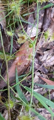 Drosera auriculata