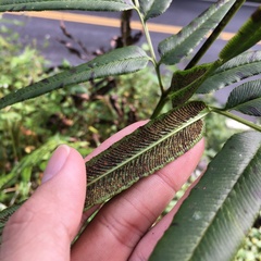 Coniogramme intermedia