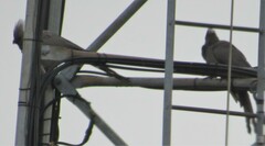 Corythaixoides concolor bechuanae