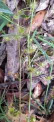 Drosera auriculata