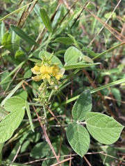 Rhynchosia tomentosa