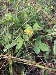 Rhynchosia tomentosa