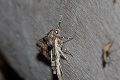 Gastrinodes argoplaca