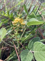 Rhynchosia tomentosa