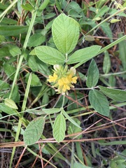 Rhynchosia tomentosa