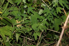 Passiflora subpeltata