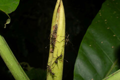 Dolichoderus attelaboides