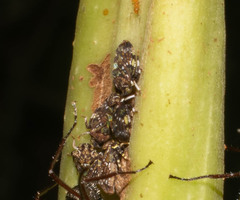 Tropidaspis