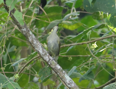 Meliphaga notata