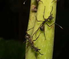 Dolichoderus attelaboides