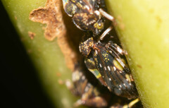 Tropidaspis