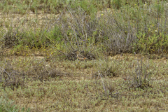 Epthianura tricolor