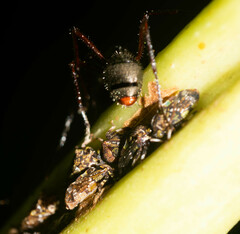 Tropidaspis