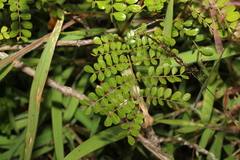 Mezoneuron brachycarpum