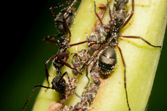 Tropidaspis