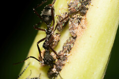 Dolichoderus attelaboides