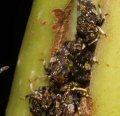 Tropidaspis