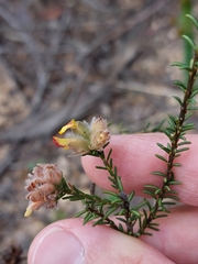 Dillwynia brunioides