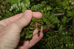 Mezoneuron brachycarpum