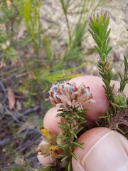 Dillwynia brunioides